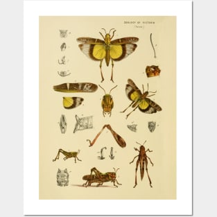 Graceful Australian Yellow-Winged Locust Design Posters and Art